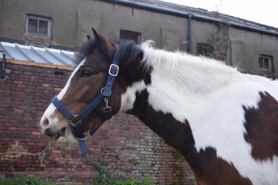 Horse Riding Liverpool
